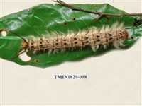 藏品(青枯葉蛾)的圖片